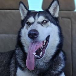 Titan, a Adoptable Siberian Husky in Rogers , AR image 2/4