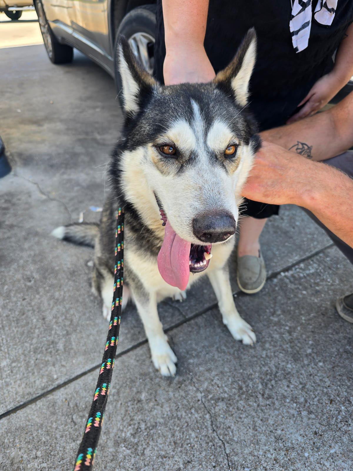 Titan, a Adoptable Siberian Husky in Rogers , AR image 3/4