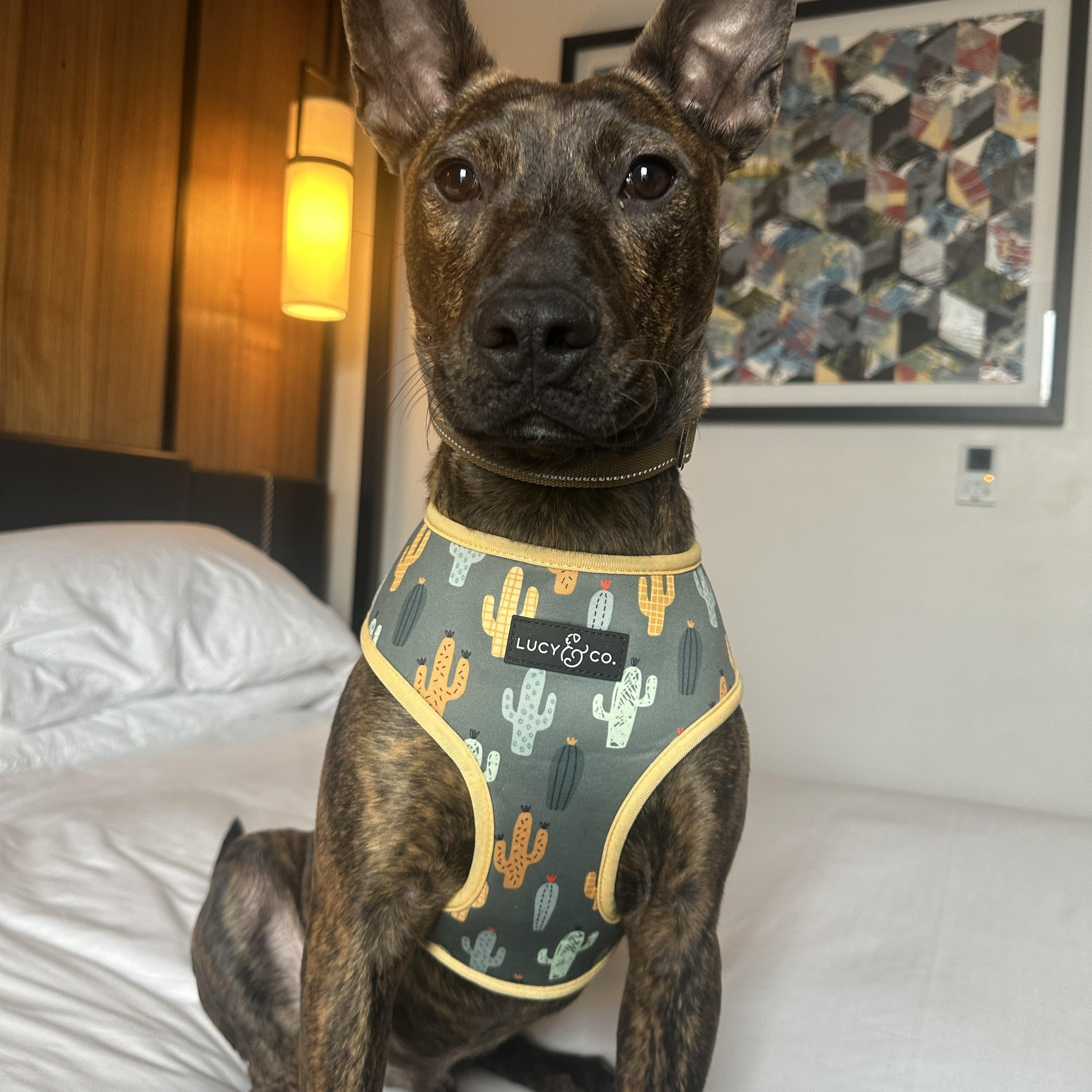 Enlarge Rex, an adoptable mixed breed in Roswell, GA image 2/6