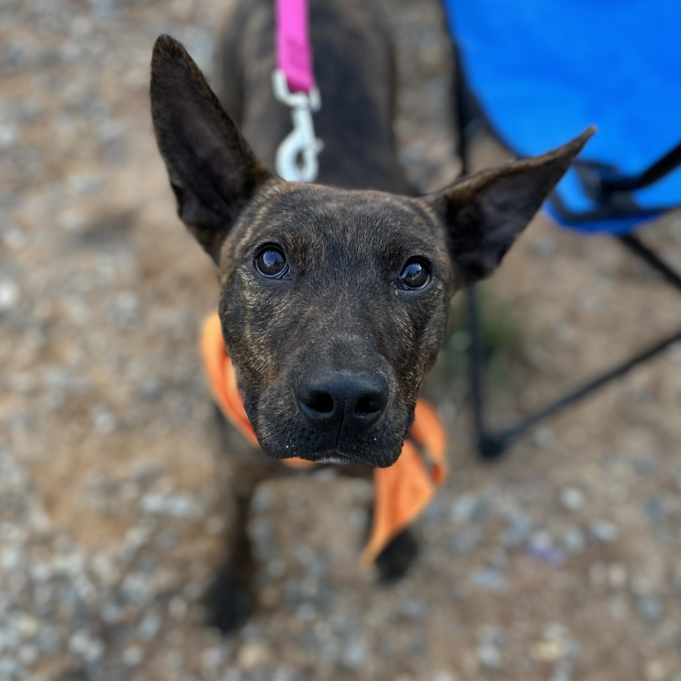 Enlarge Rex, an adopted mixed breed in Nashville, TN image 1/4