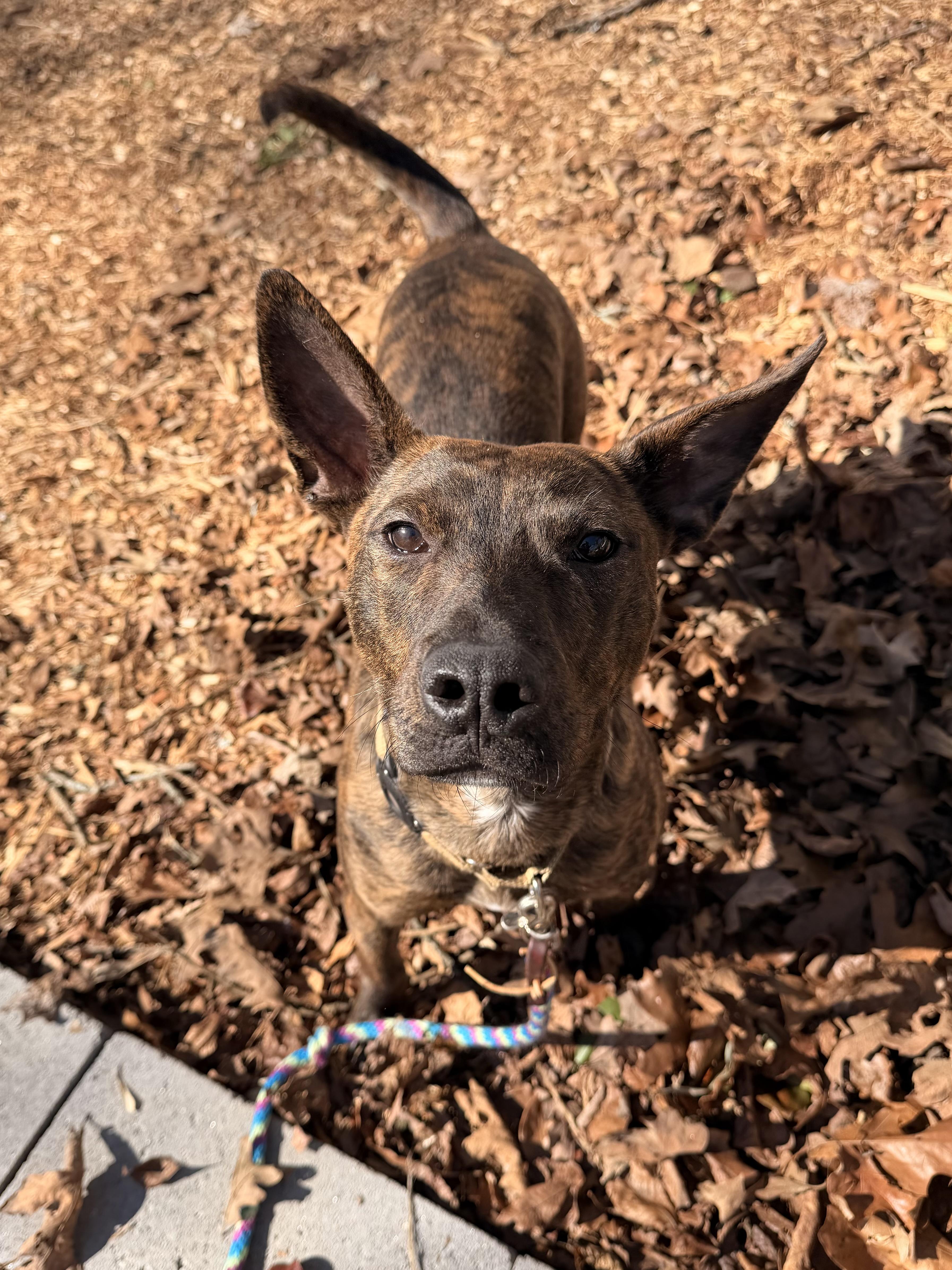 Enlarge Rex, an adoptable mixed breed in Roswell, GA image 4/6