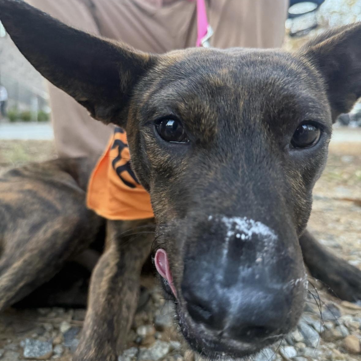 Enlarge Rex, an adopted mixed breed in Nashville, TN image 2/4