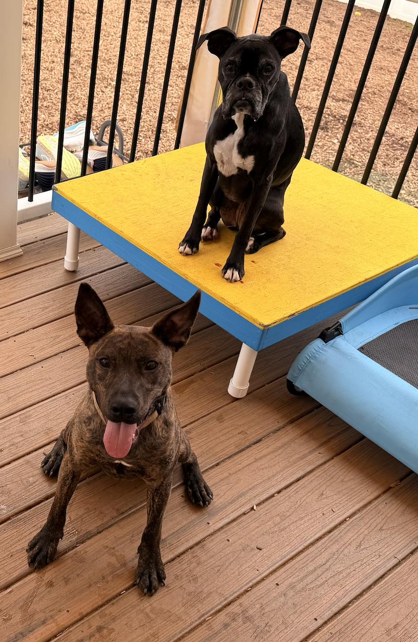 Enlarge Rex, an adoptable mixed breed in Roswell, GA image 6/6