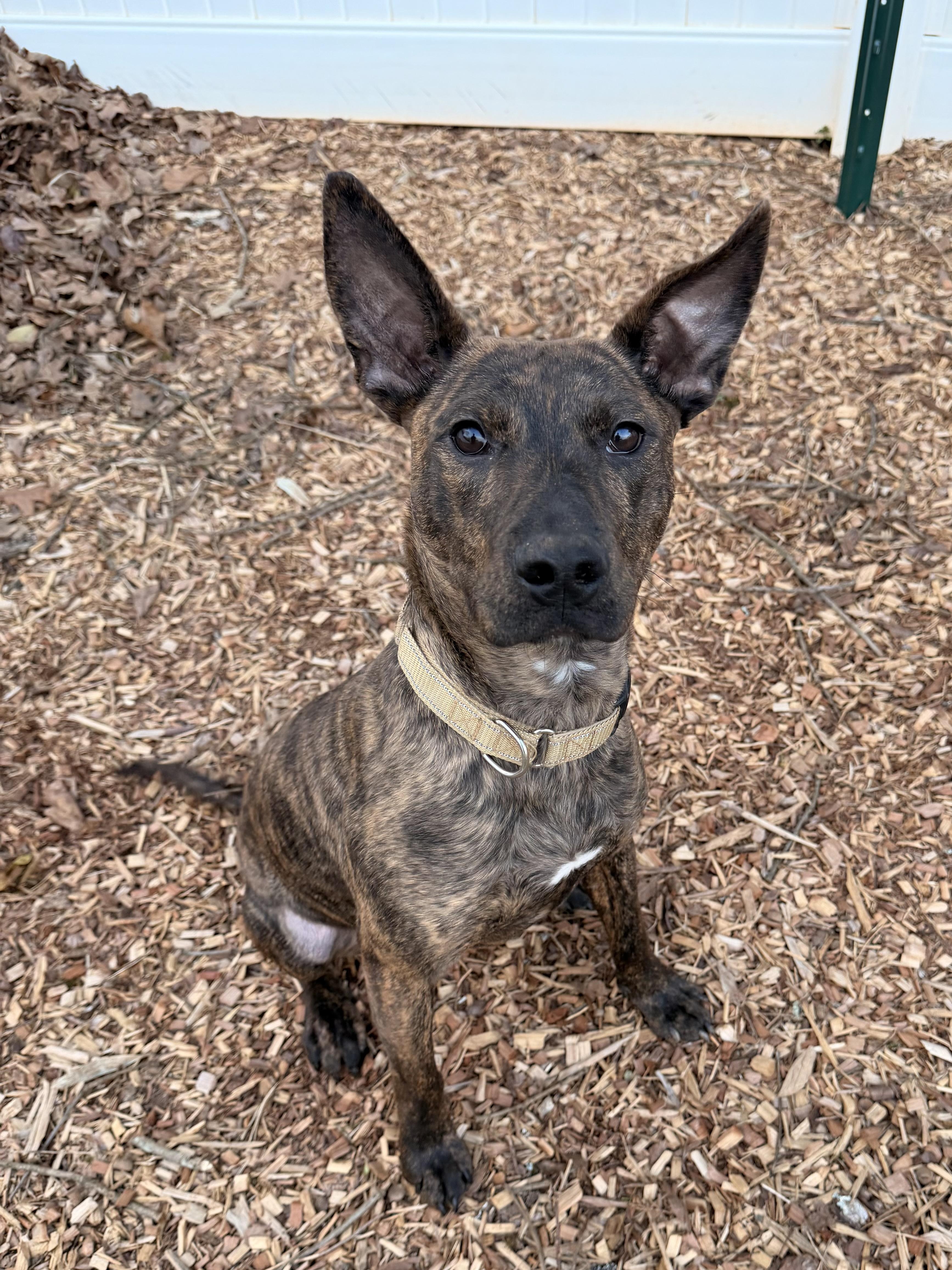 Rex, adoptable, Young Male Dutch Shepherd & Terrier.