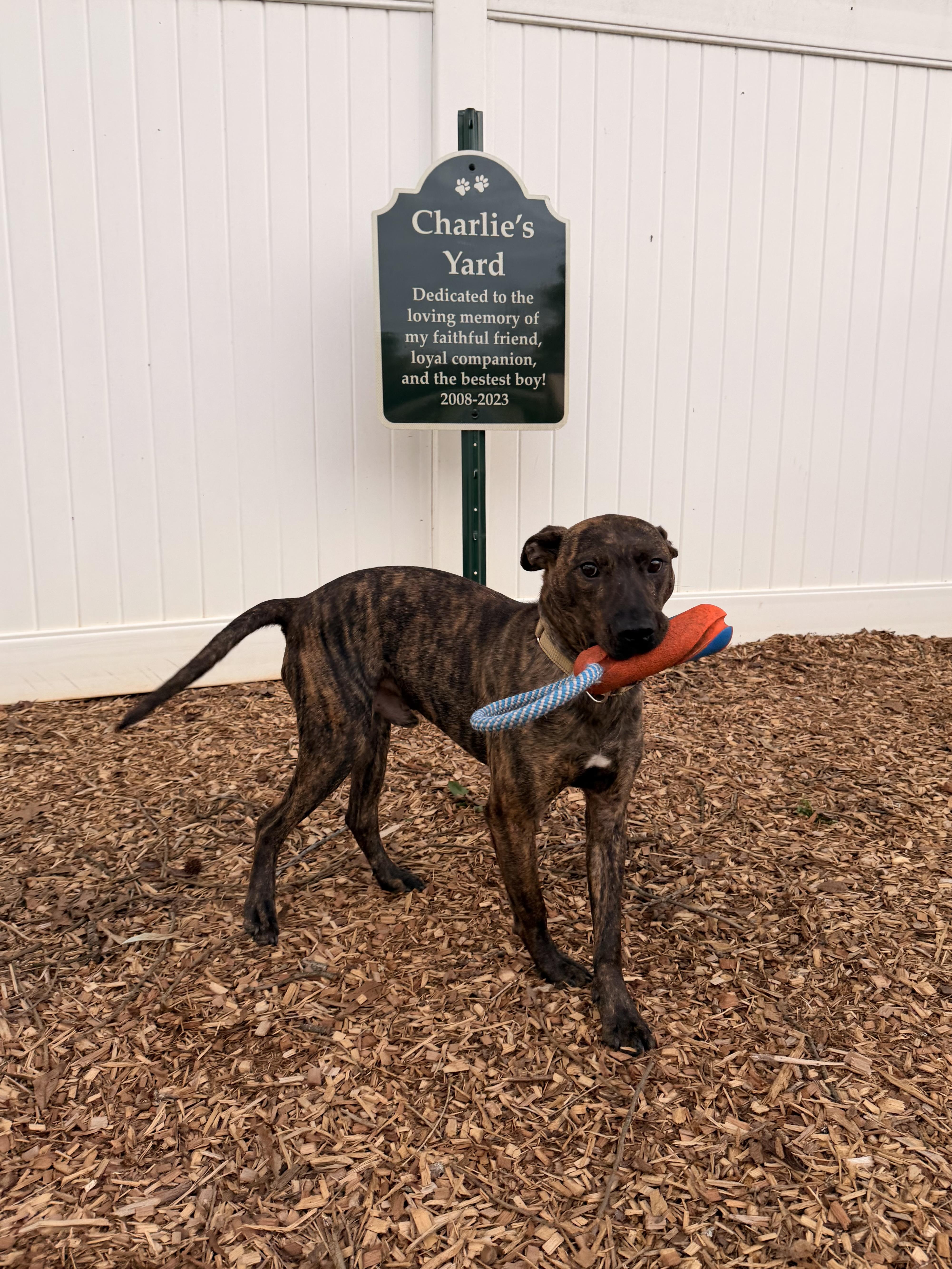 Enlarge Rex, an adoptable mixed breed in Roswell, GA image 5/6