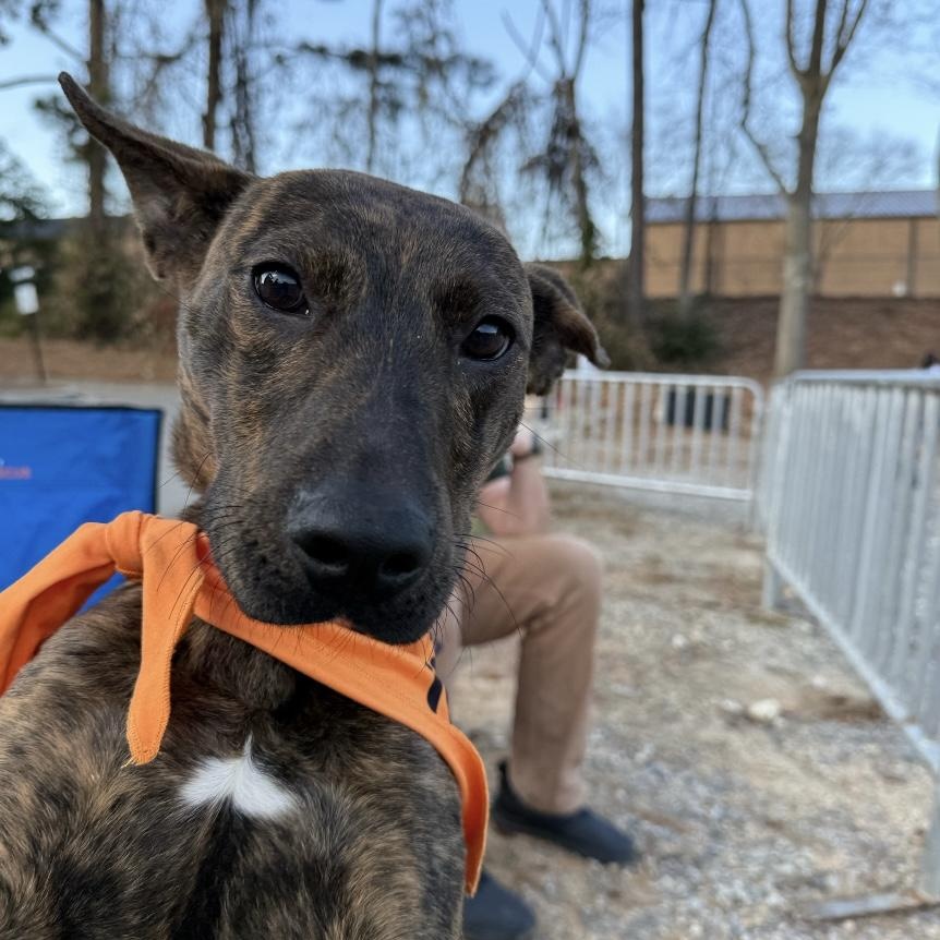 Enlarge Rex, an adopted mixed breed in Nashville, TN image 3/4