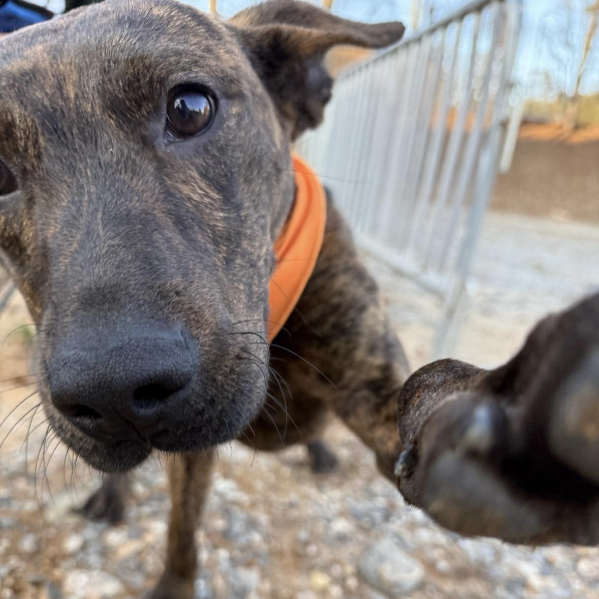 Enlarge Rex, an adopted mixed breed in Nashville, TN image 4/4