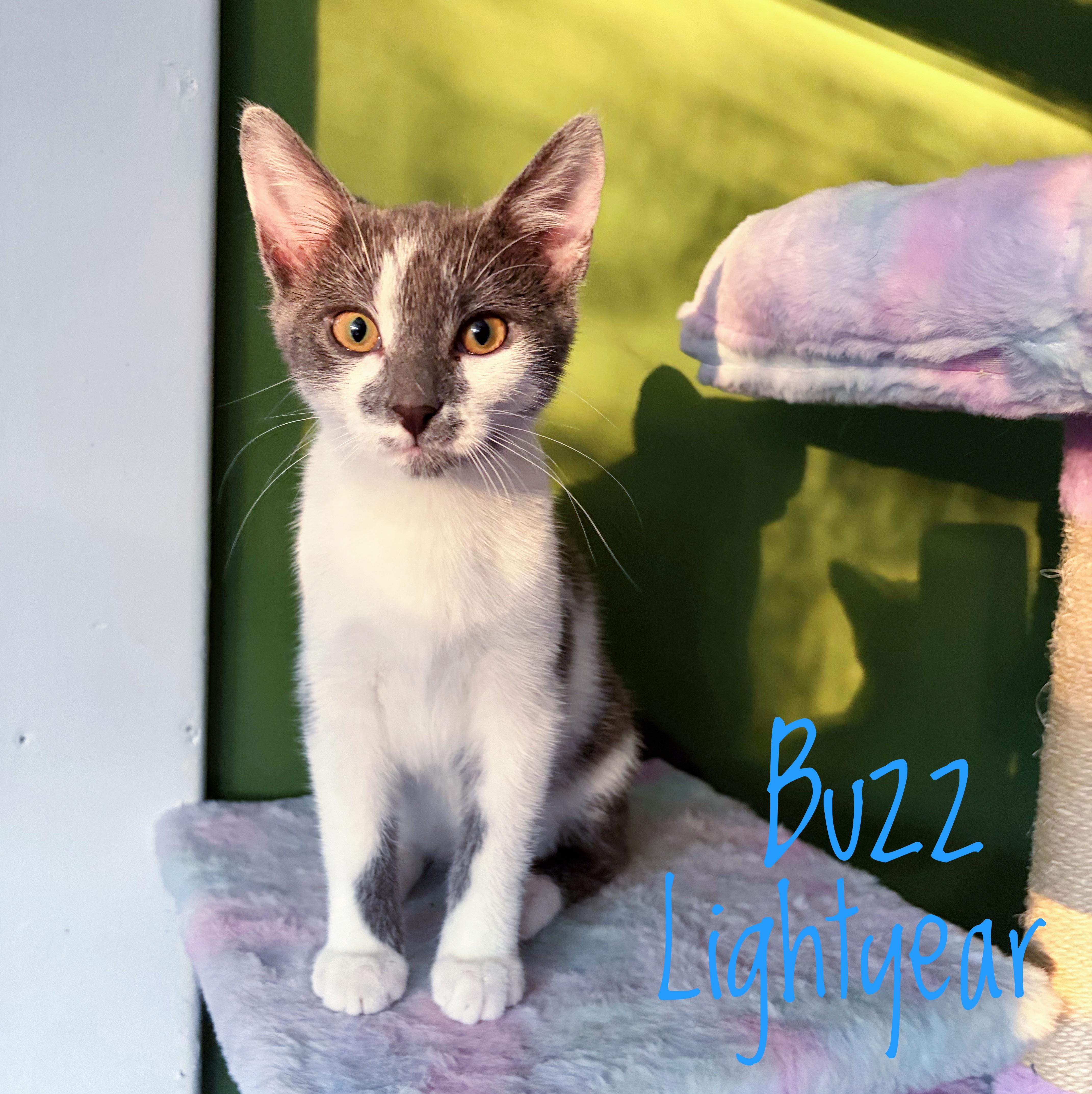 Buzz Lightyear, Adoptable, Kitten Male Domestic Short Hair.