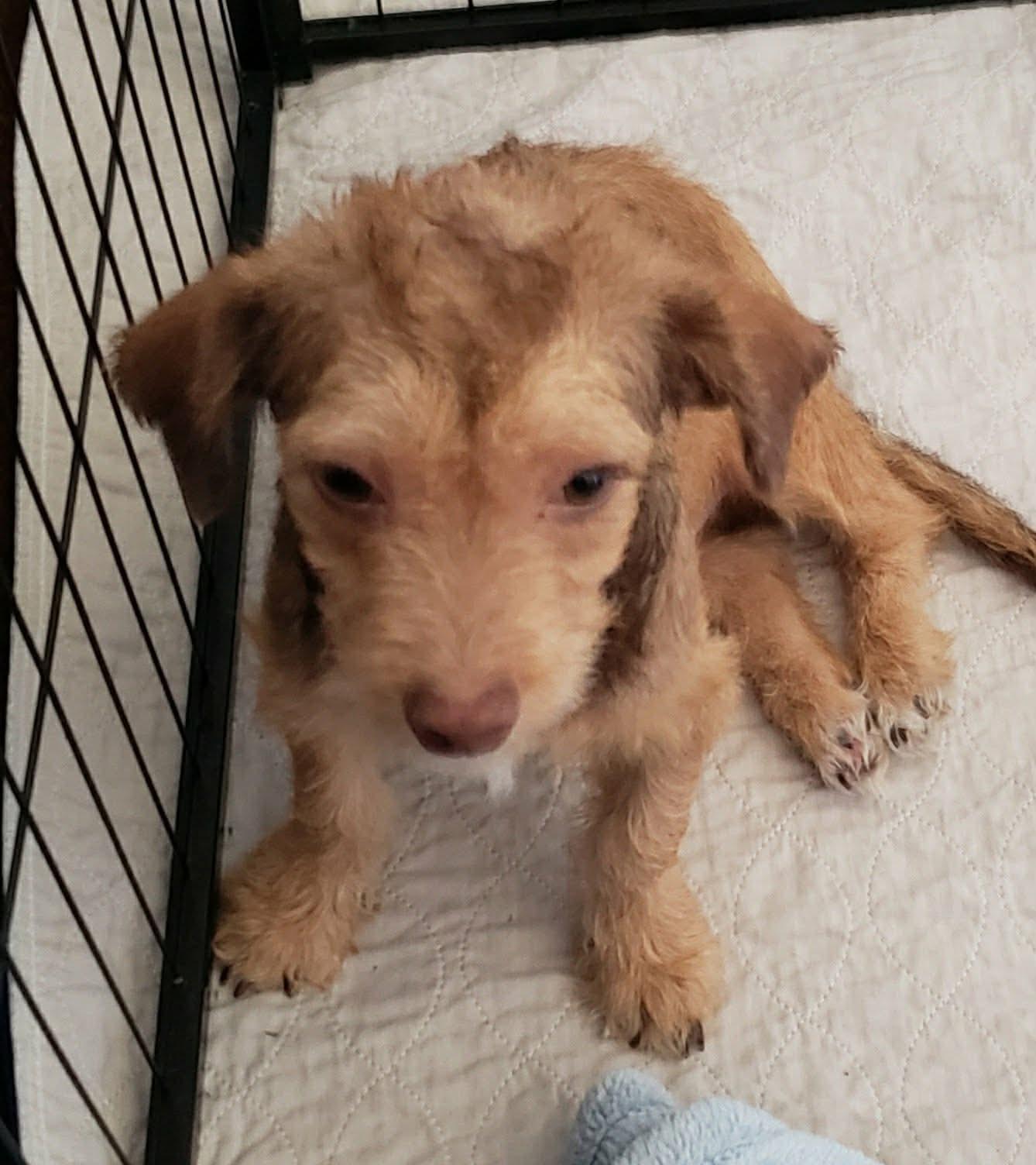 Enlarge Gambler, a Adoptable mixed breed in Eugene, OR image 3/4
