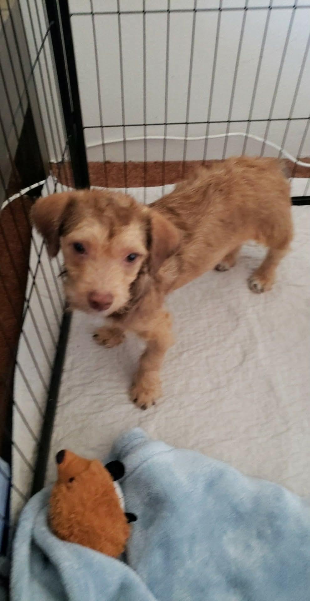 Enlarge Gambler, a Adoptable mixed breed in Eugene, OR image 4/4