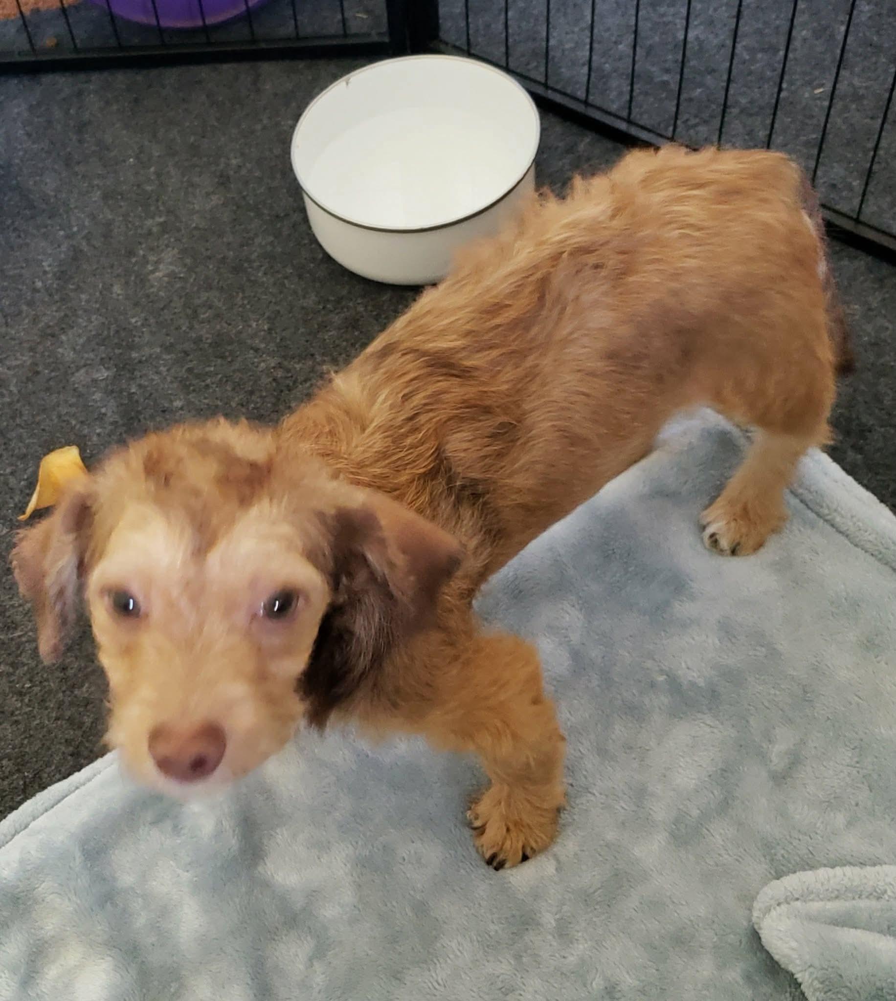 Enlarge Gambler, a Adoptable mixed breed in Eugene, OR image 2/4
