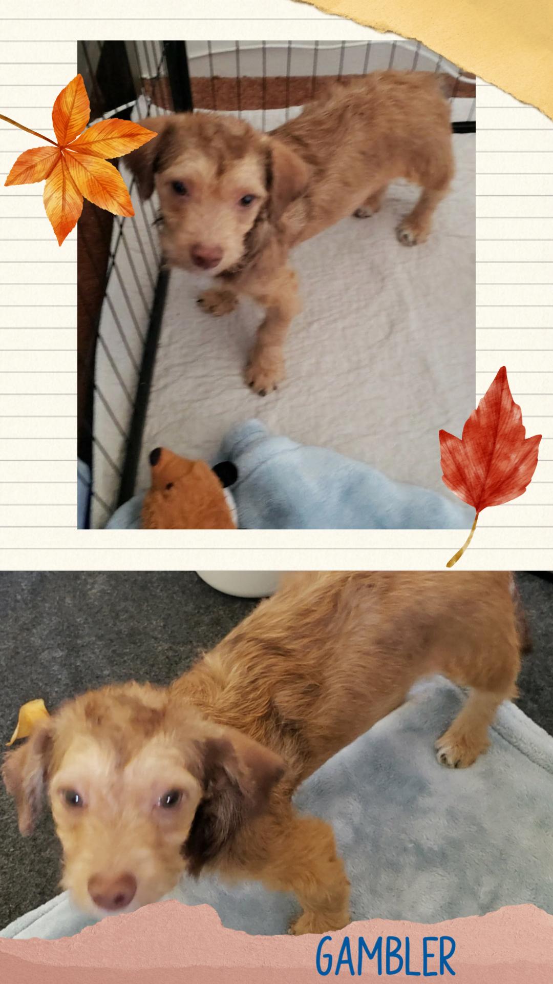 Gambler, Adoptable, Puppy Male Terrier.