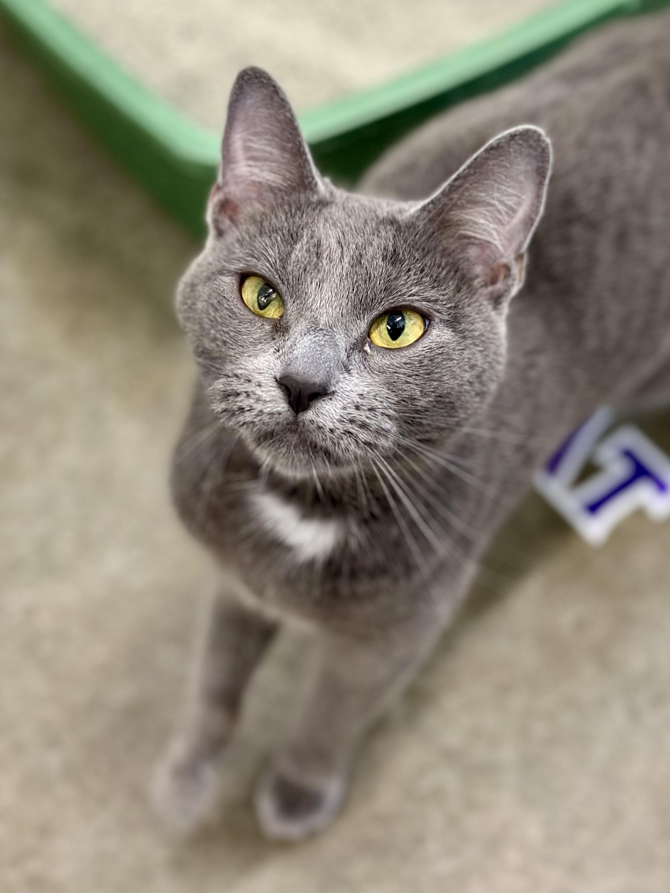 Enlarge Tater Tot, an adopted Domestic Short Hair in Faribault, MN image 3/3
