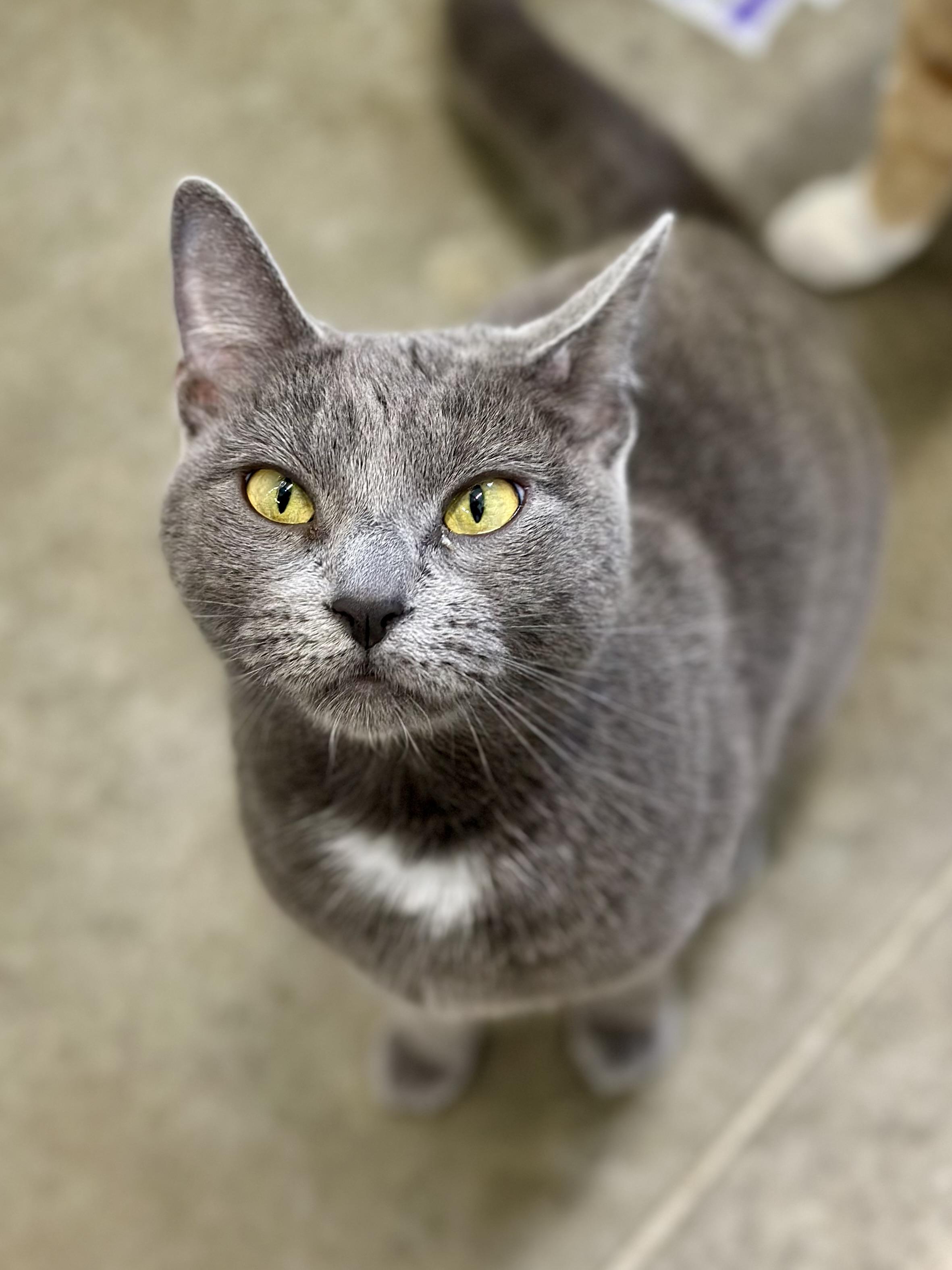 Enlarge Tater Tot, an adopted Domestic Short Hair in Faribault, MN image 2/3