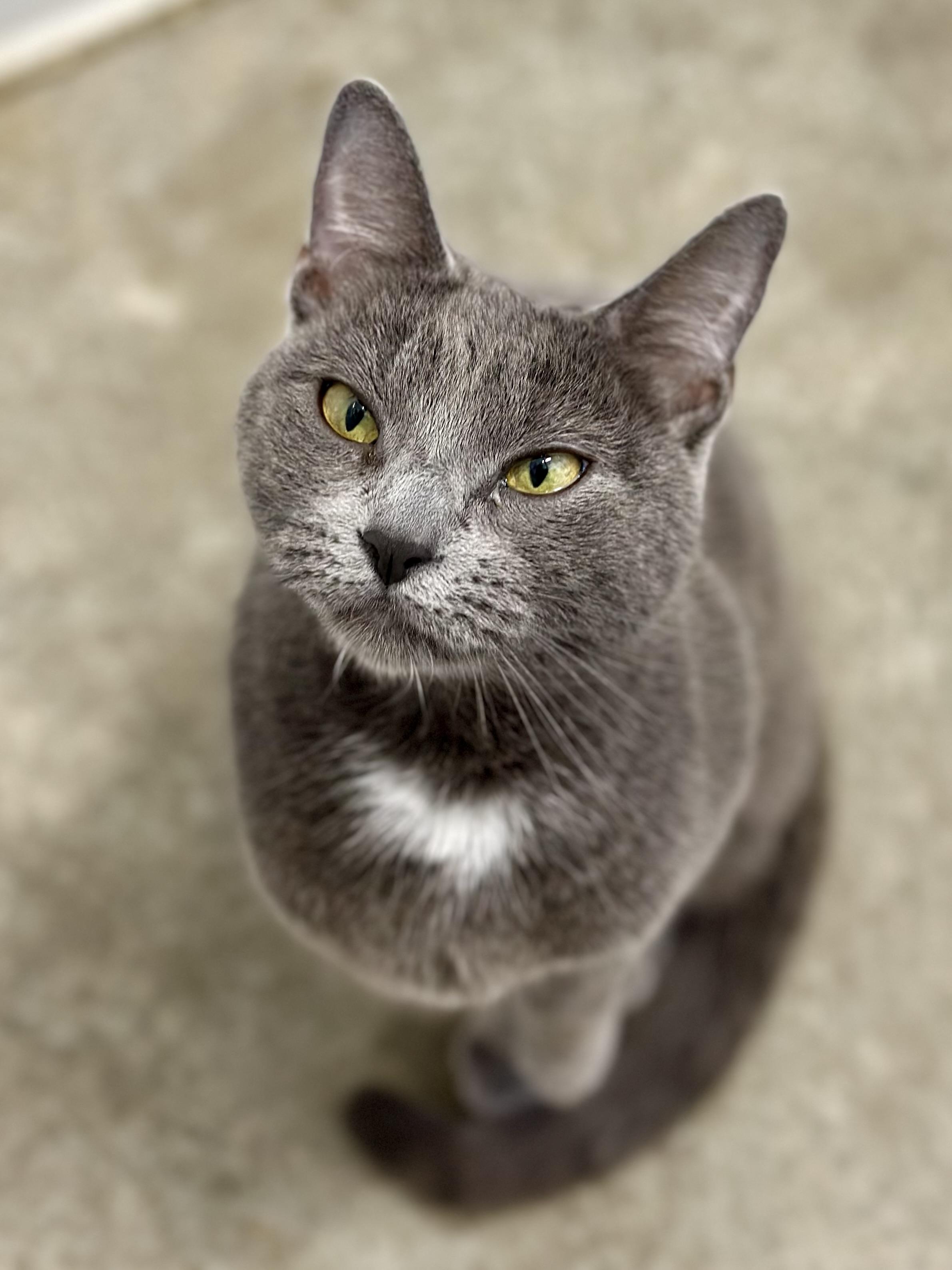 Enlarge Tater Tot, an adopted Domestic Short Hair in Faribault, MN image 1/3