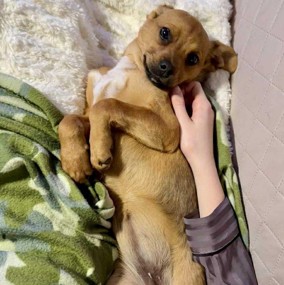 Fern , an adopted mixed breed in Syracuse, NY image 5/6