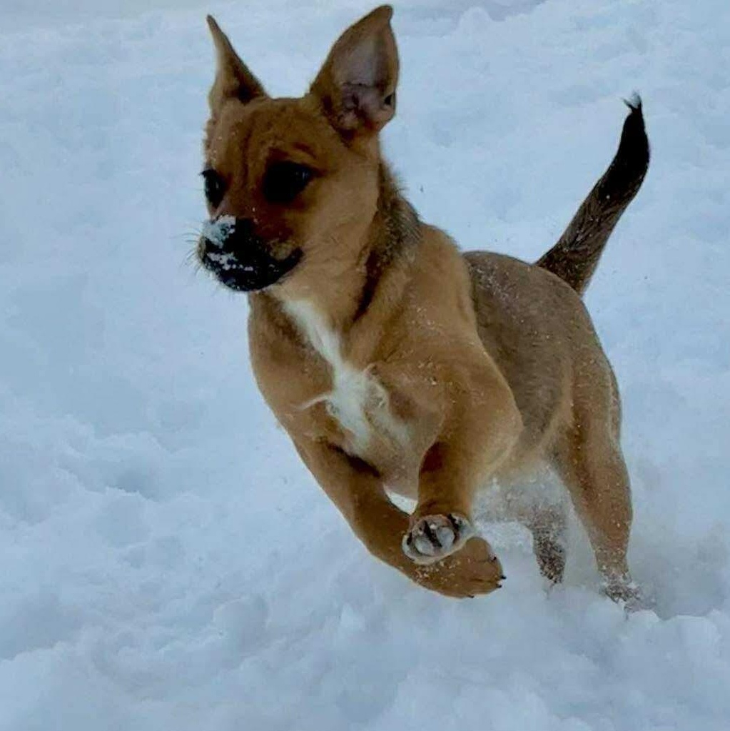 Fern , an adopted mixed breed in Syracuse, NY image 3/6