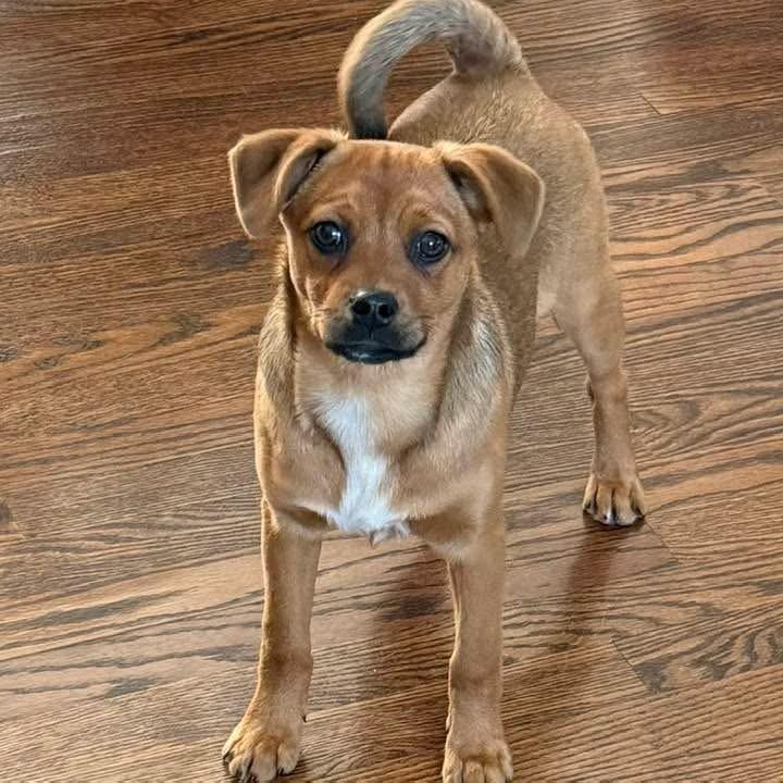 Fern , an adopted mixed breed in Syracuse, NY image 1/6