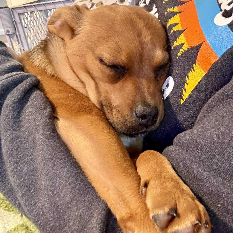 Fern , an adopted mixed breed in Syracuse, NY image 4/6