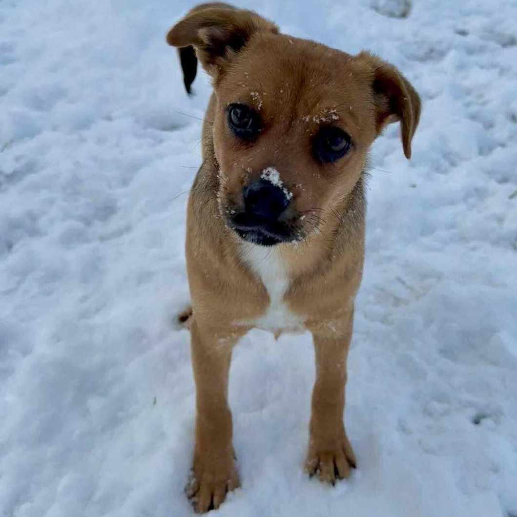 Fern , an adopted mixed breed in Syracuse, NY image 6/6