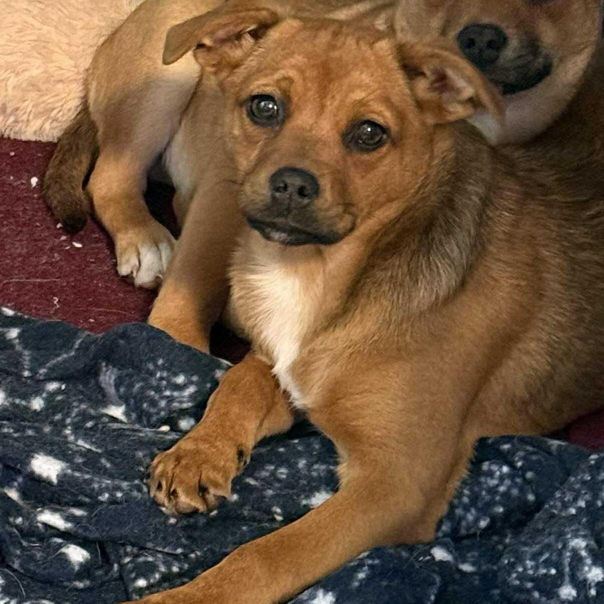 Fern , an adopted mixed breed in Syracuse, NY image 2/6