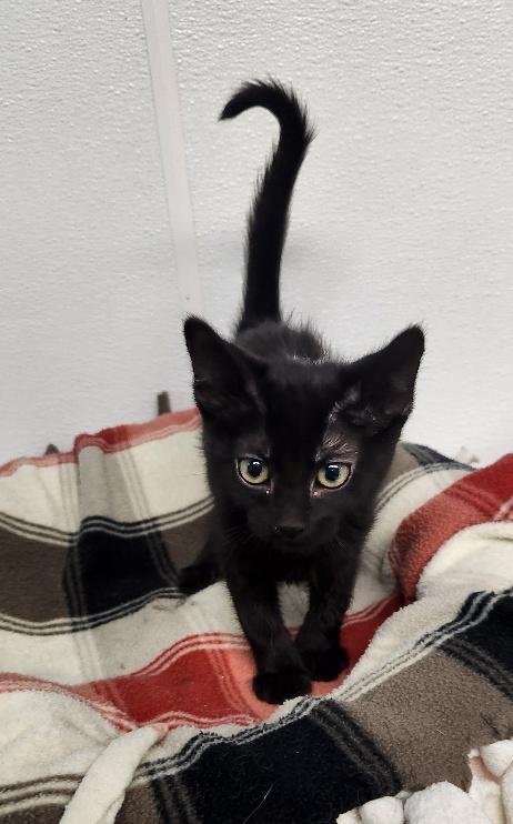 Enlarge Kitten 27770 (Licorice), a Adoptable Domestic Medium Hair in Parlier, CA image 1/5