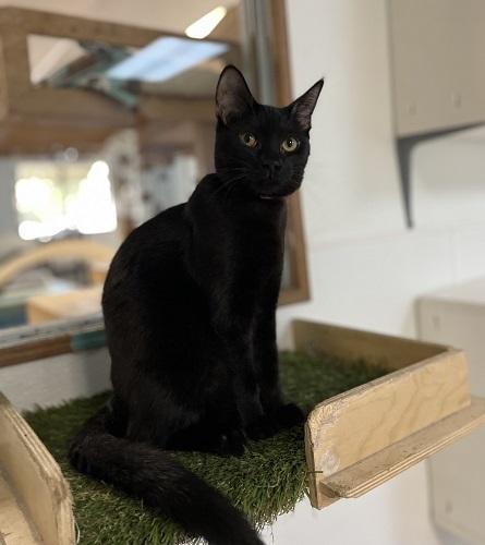 Enlarge Kitten 27770 (Licorice), a Adoptable Domestic Medium Hair in Parlier, CA image 2/5