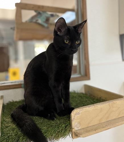 Enlarge Kitten 27770 (Licorice), a Adoptable Domestic Medium Hair in Parlier, CA image 3/5