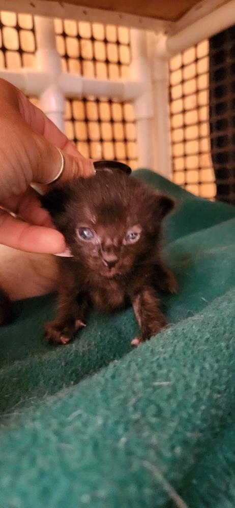 Enlarge Kitten 27770 (Licorice), a Adoptable Domestic Medium Hair in Parlier, CA image 4/5