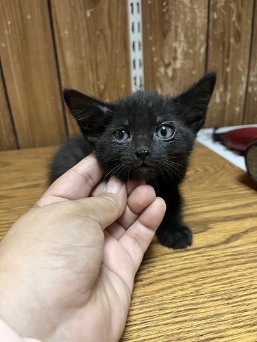 Enlarge Kitten 27770 (Licorice), a Adoptable Domestic Medium Hair in Parlier, CA image 5/5
