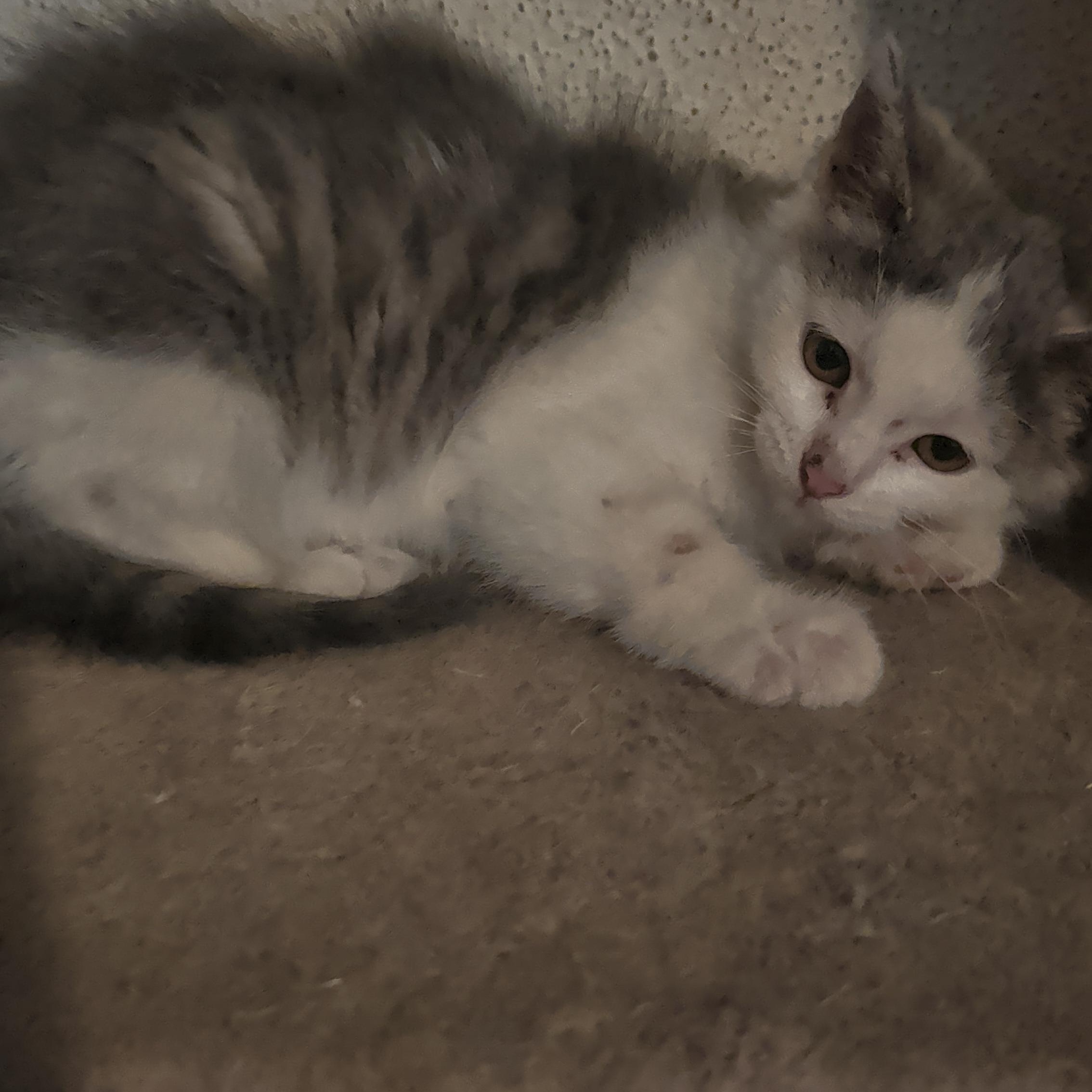 Uma, an adopted mixed breed in Brainerd, MN image 5/6