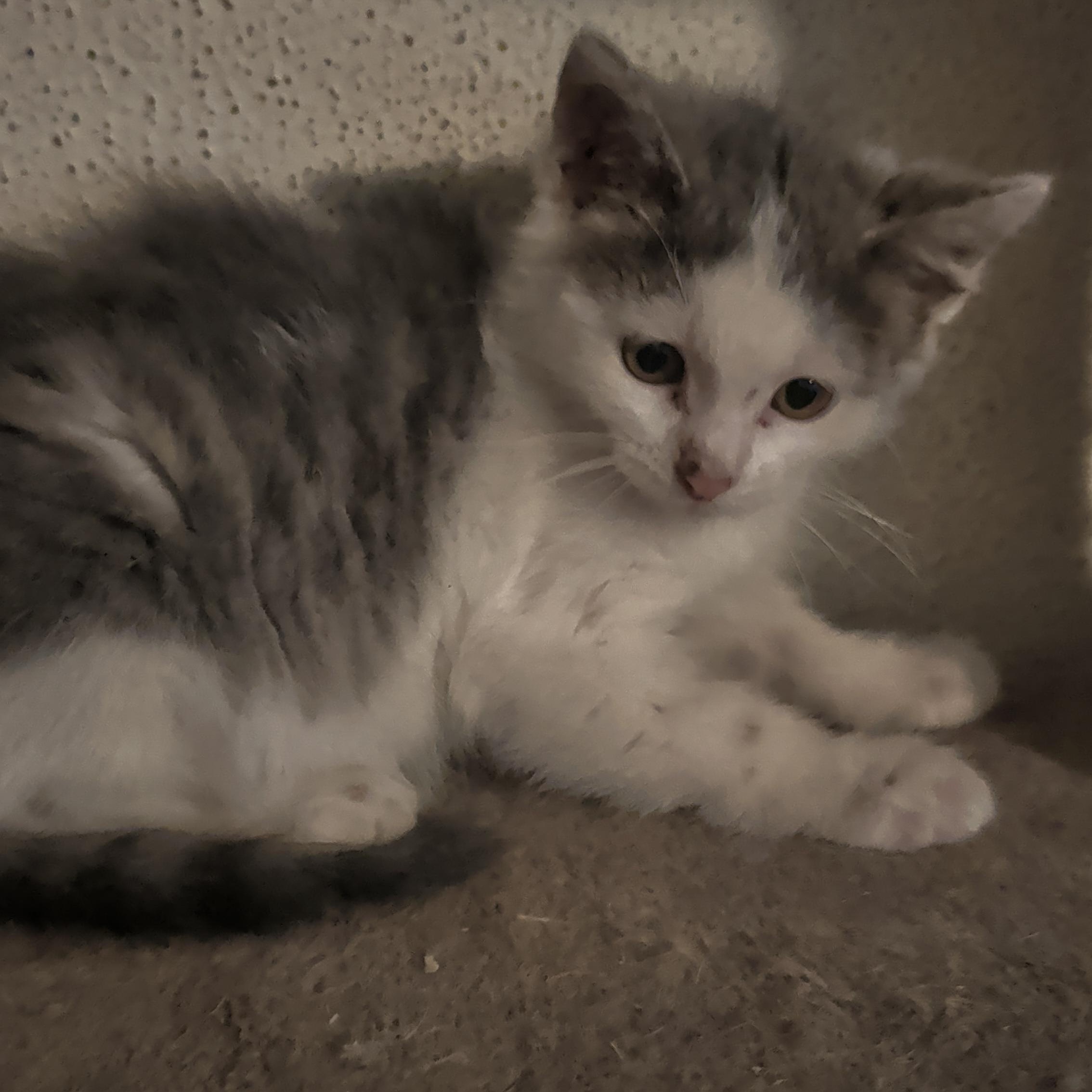 Uma, an adopted mixed breed in Brainerd, MN image 3/6