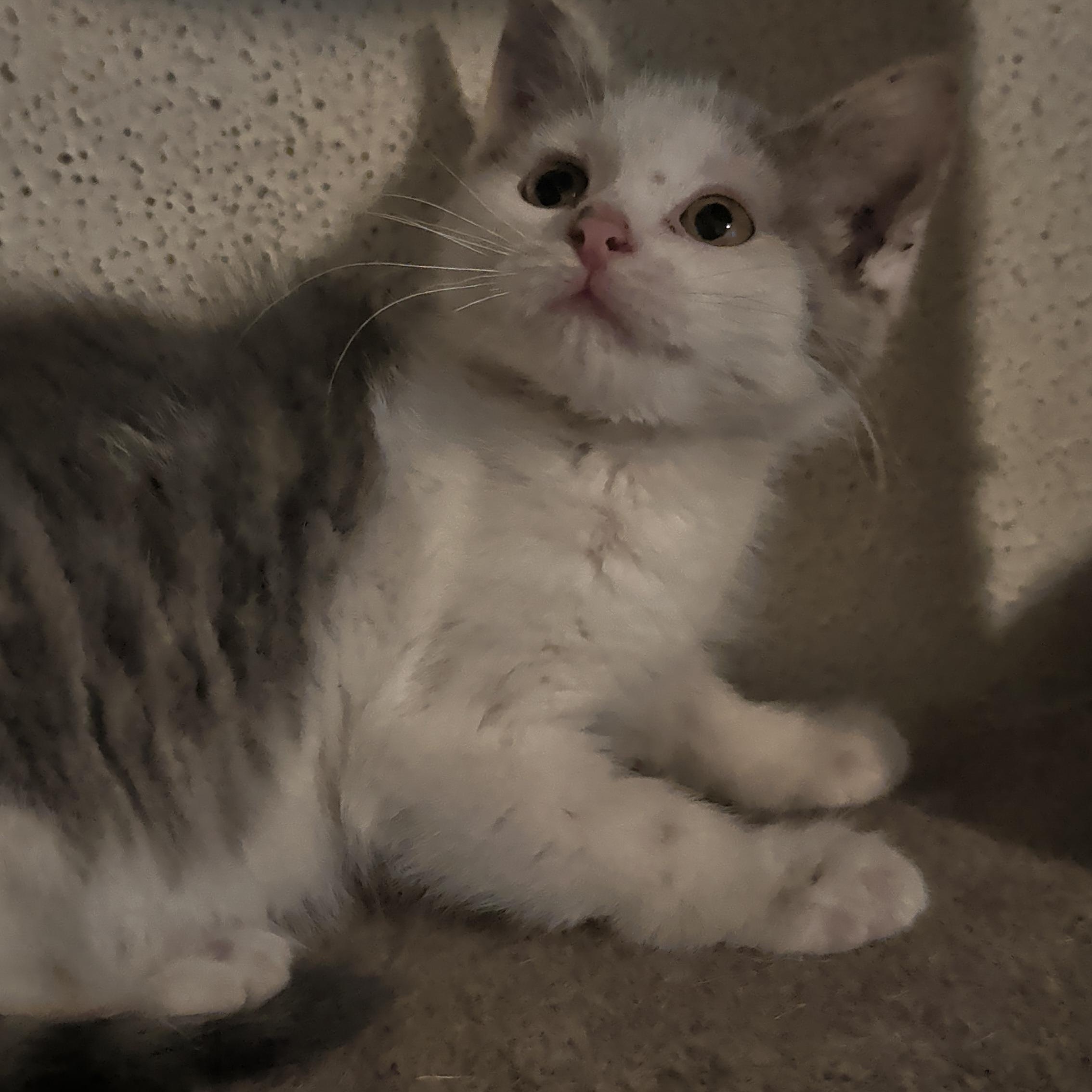 Uma, adopted, Kitten Female Domestic Short Hair.