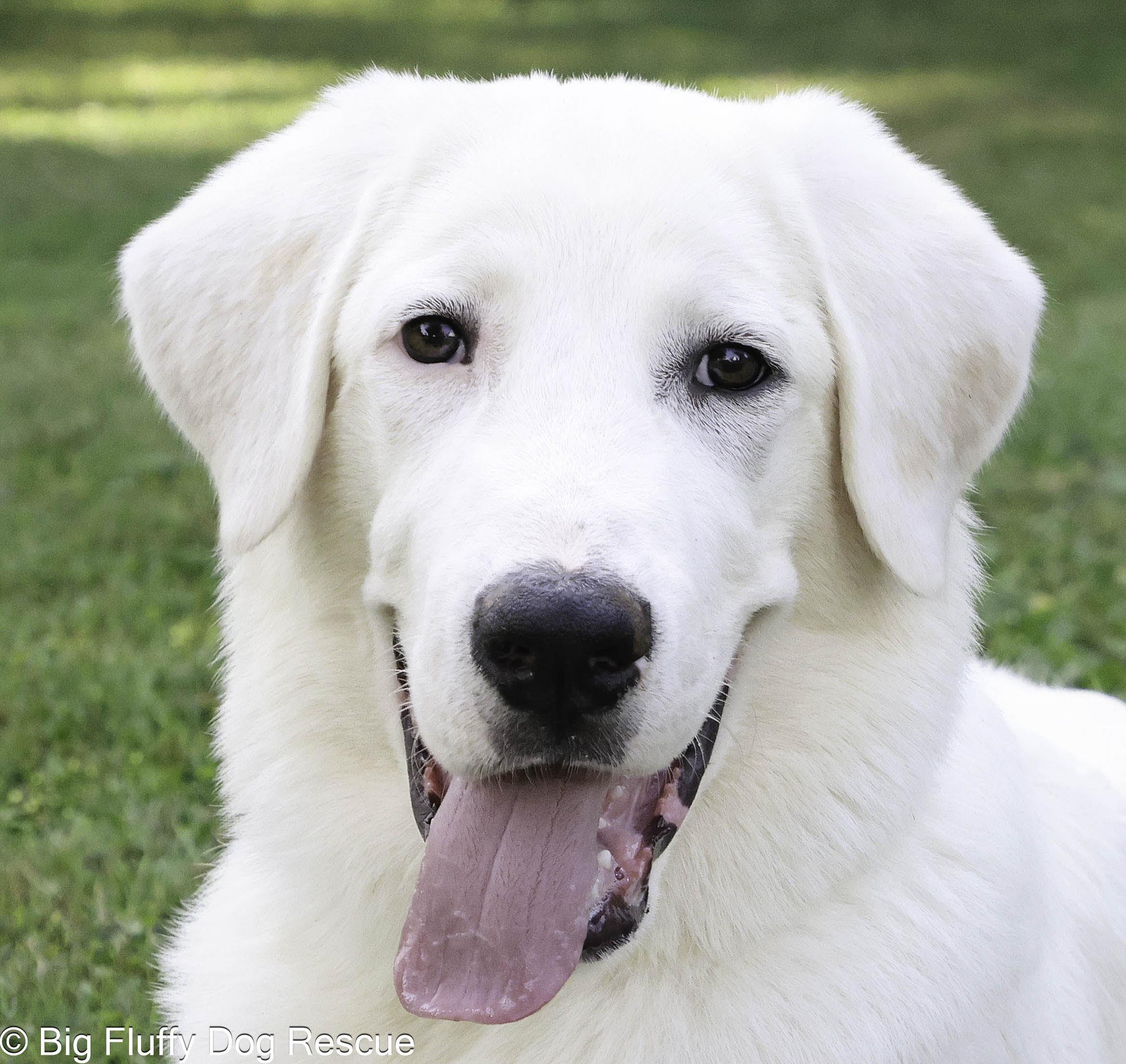 Rigby, adopted, Puppy Male Great Pyrenees.