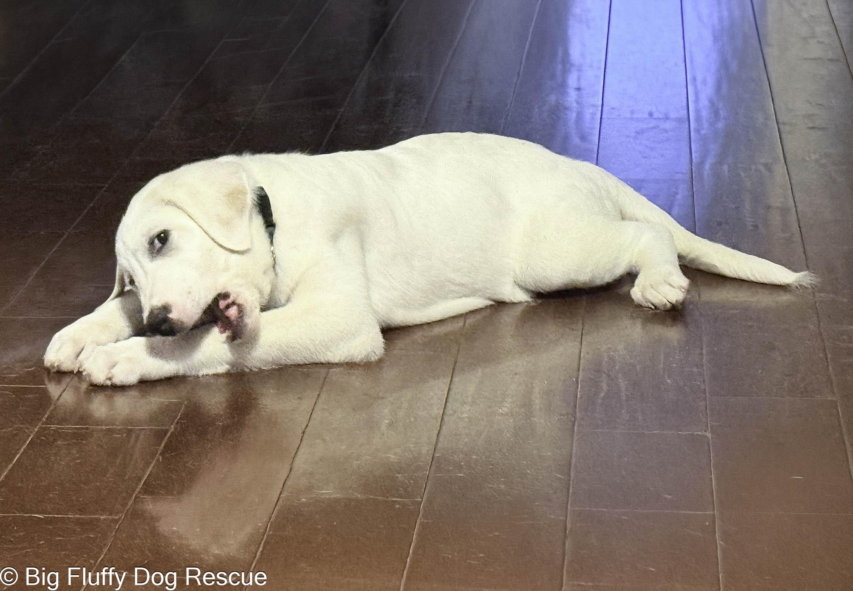 Rigby, an adopted mixed breed in Inwood, WV image 3/4