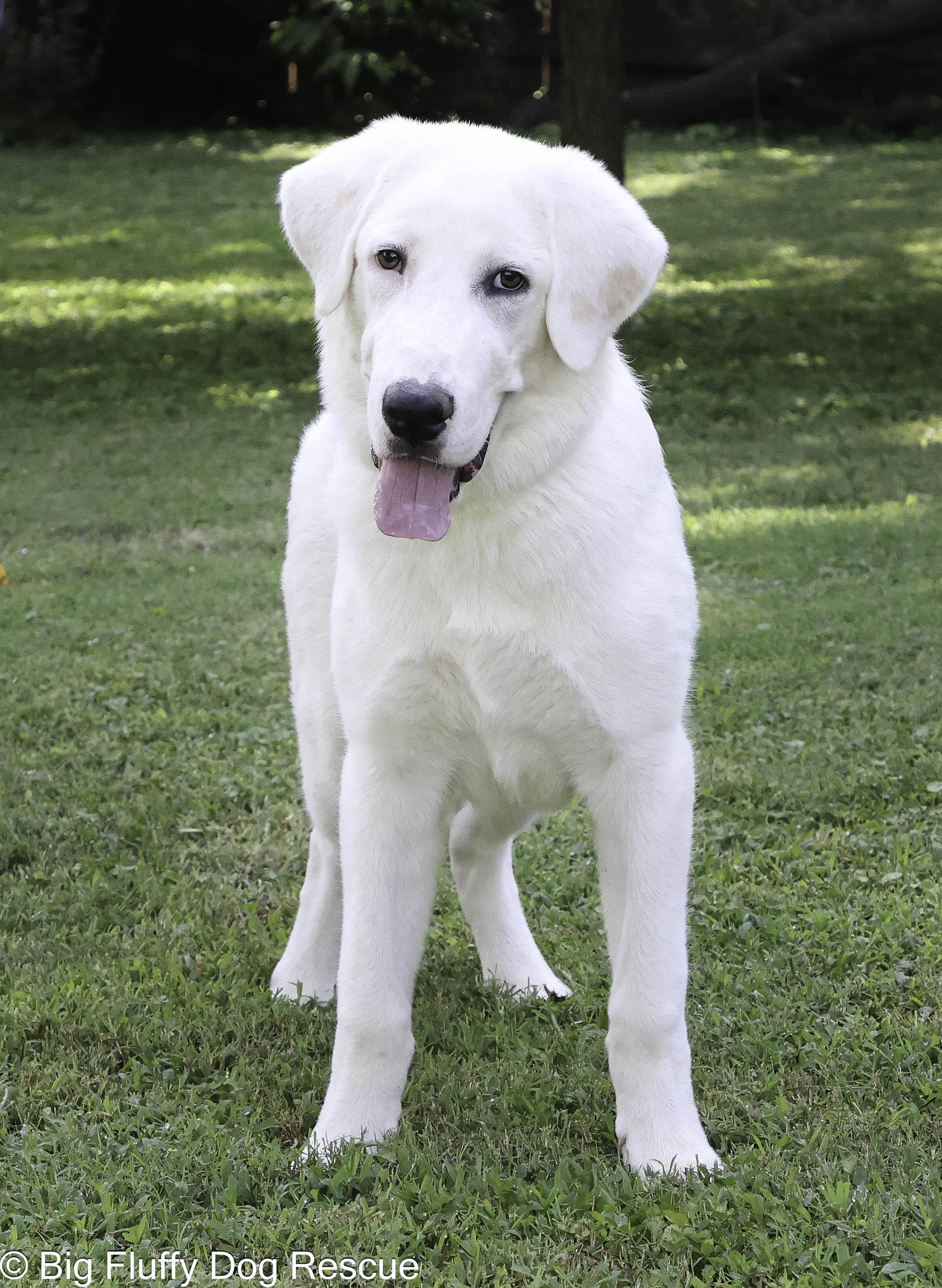 Rigby, an adopted mixed breed in Inwood, WV image 4/4