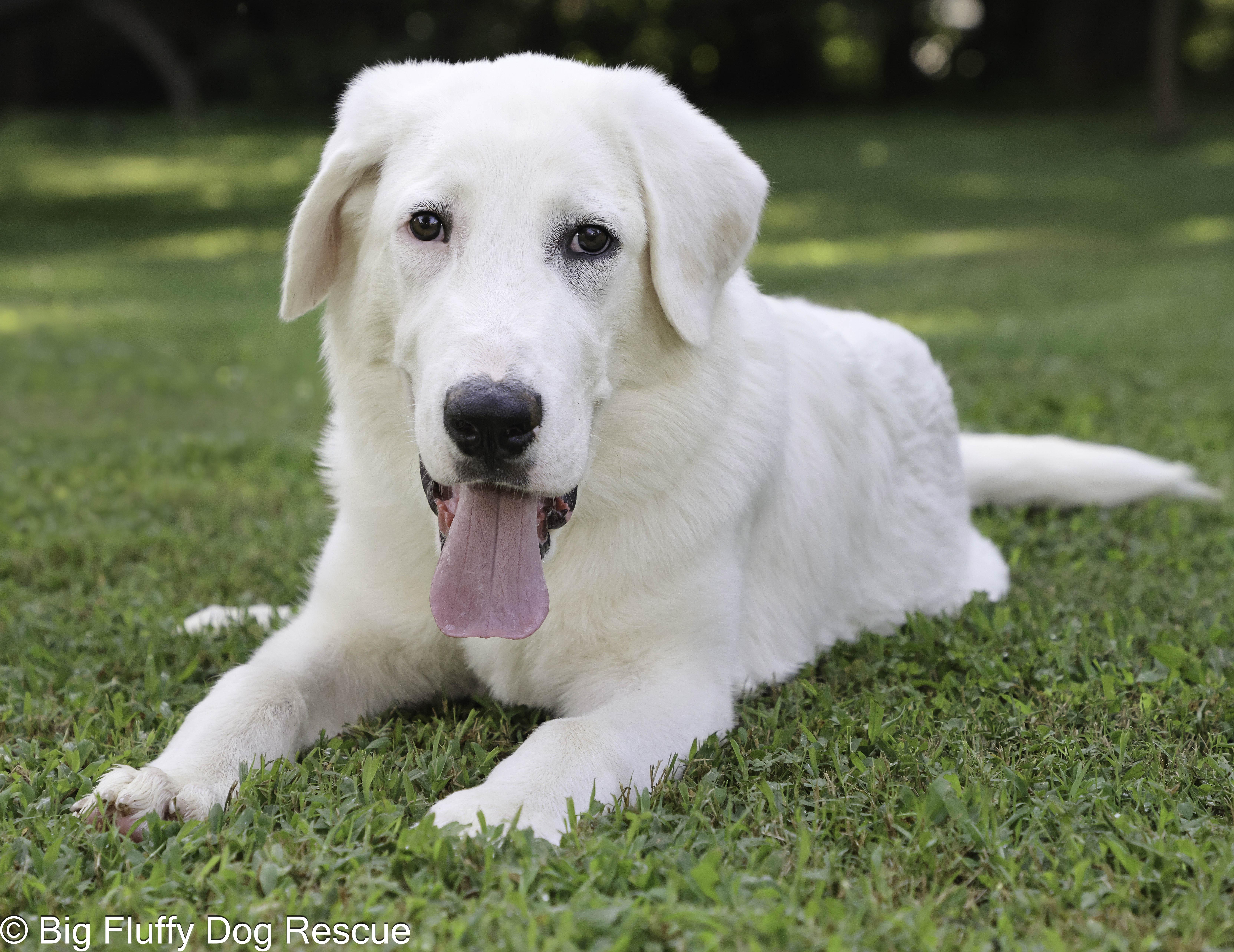 Rigby, an adopted mixed breed in Inwood, WV image 2/4