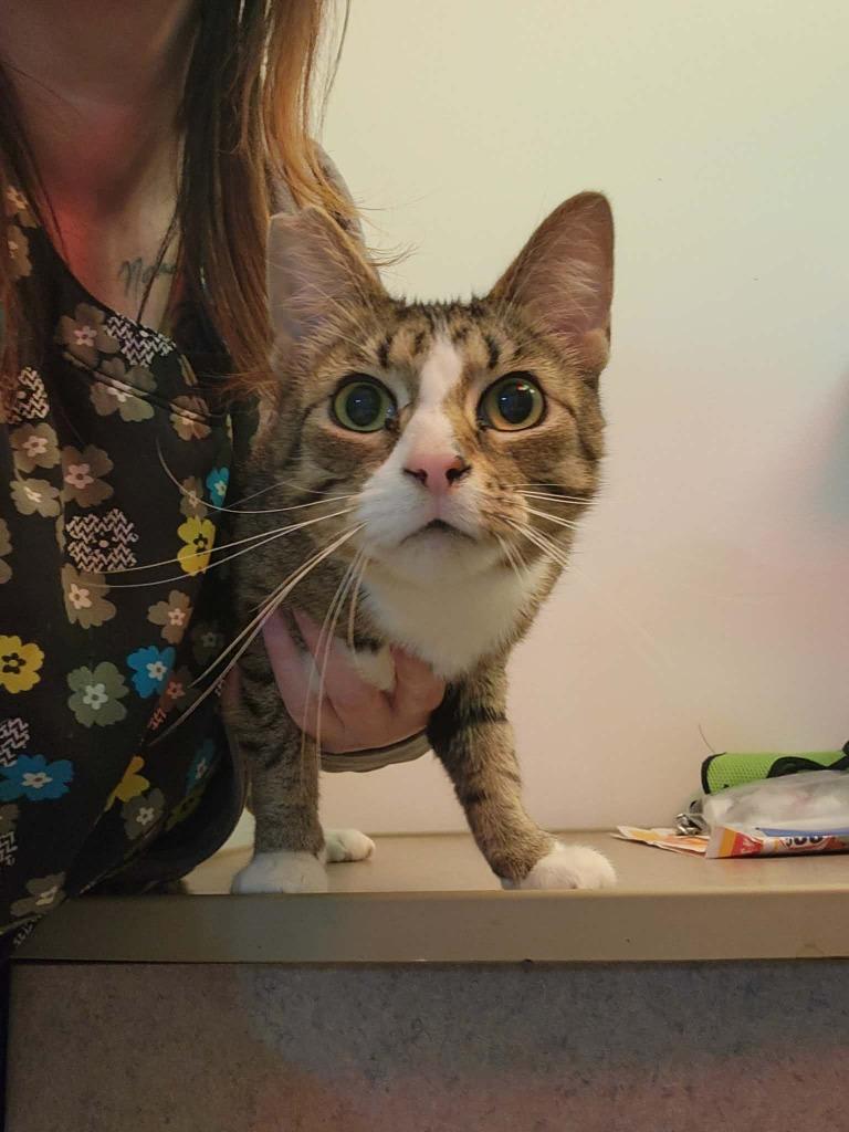 Star, Adoptable, Adult Female Domestic Short Hair.