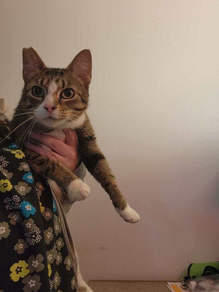 Enlarge Star, a Adoptable mixed breed in Olney, IL image 2/2