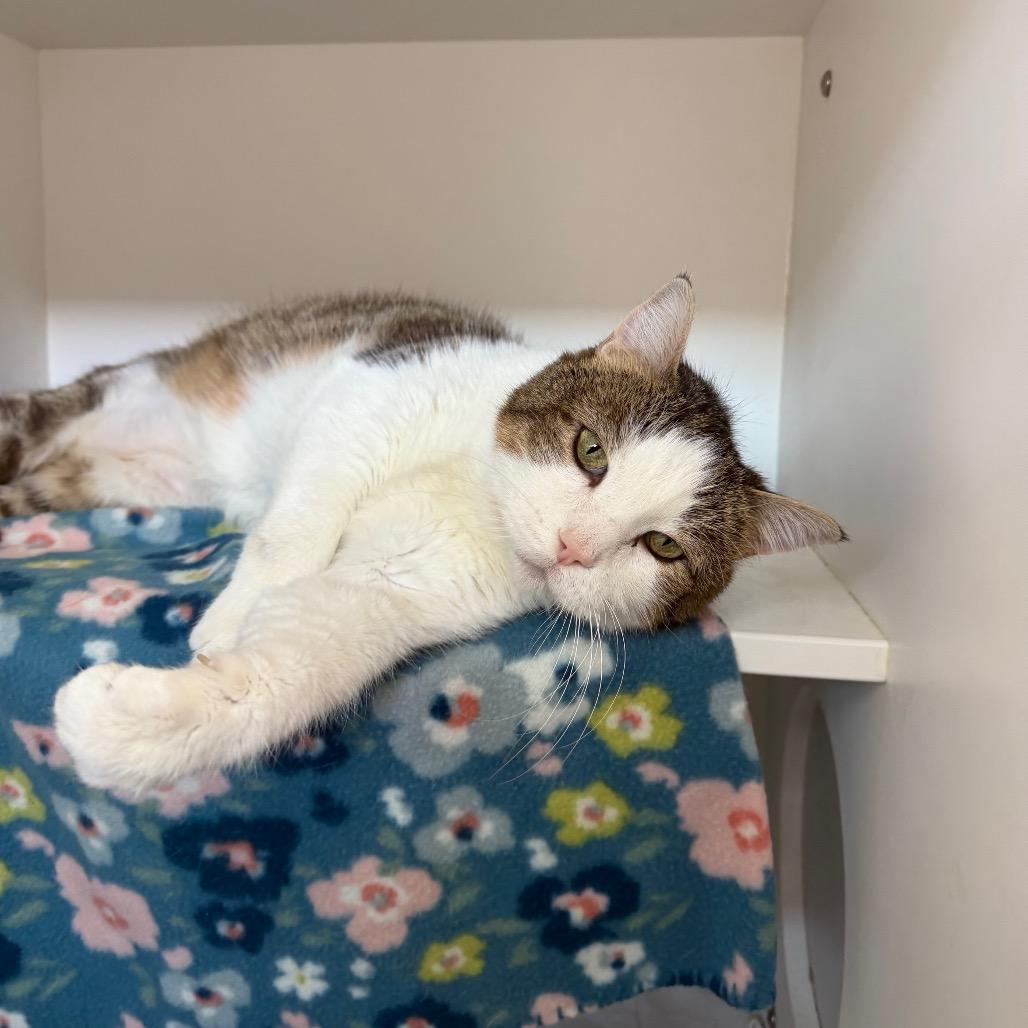 Francine, Adoptable, Senior Female Domestic Short Hair.