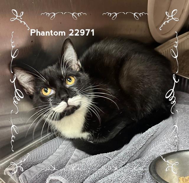 Enlarge PHANTOM, a Adoptable Domestic Short Hair in Marietta, GA image 3/4