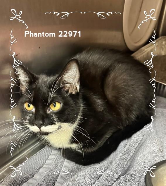 Enlarge PHANTOM, a Adoptable Domestic Short Hair in Marietta, GA image 4/4