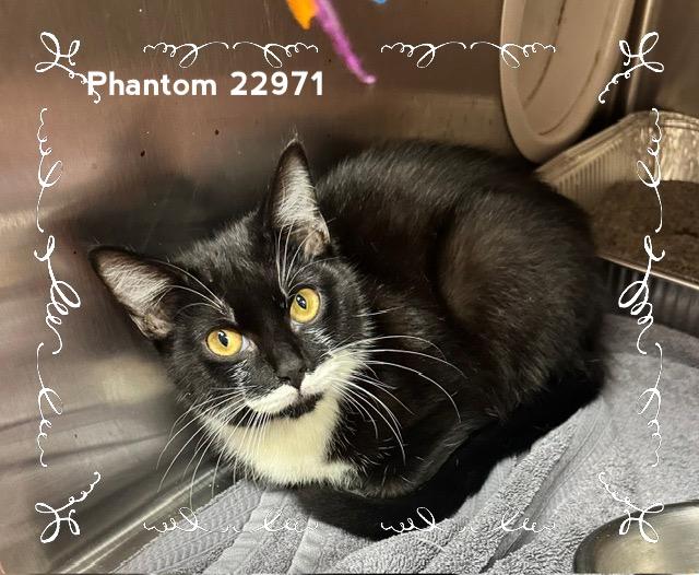 PHANTOM, Adoptable, Adult Male Domestic Short Hair.