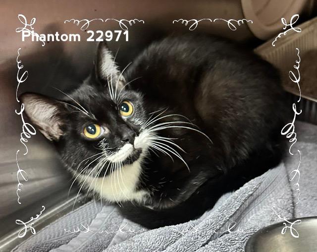 Enlarge PHANTOM, a Adoptable Domestic Short Hair in Marietta, GA image 2/4