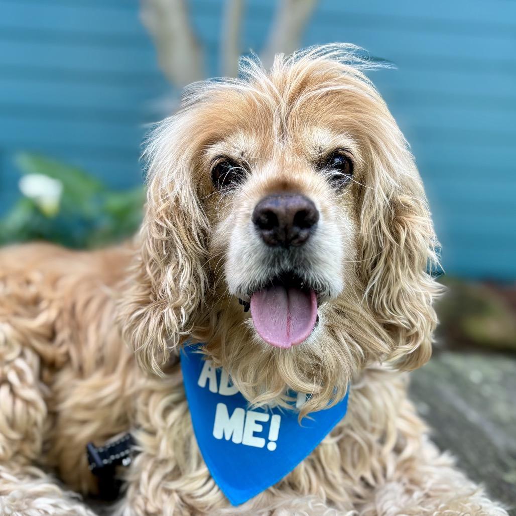 Dash — thumbnail 2