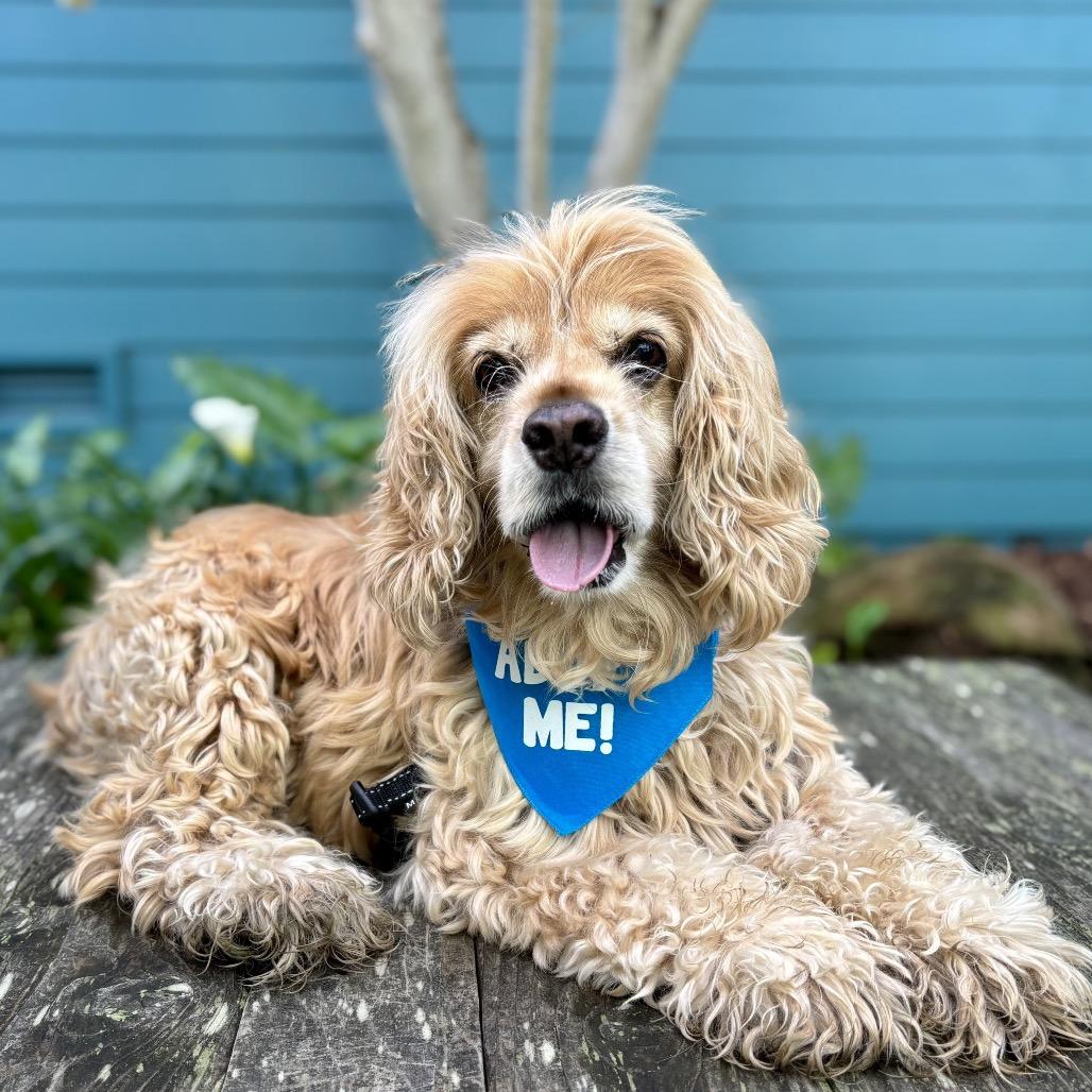 Dash — thumbnail 3