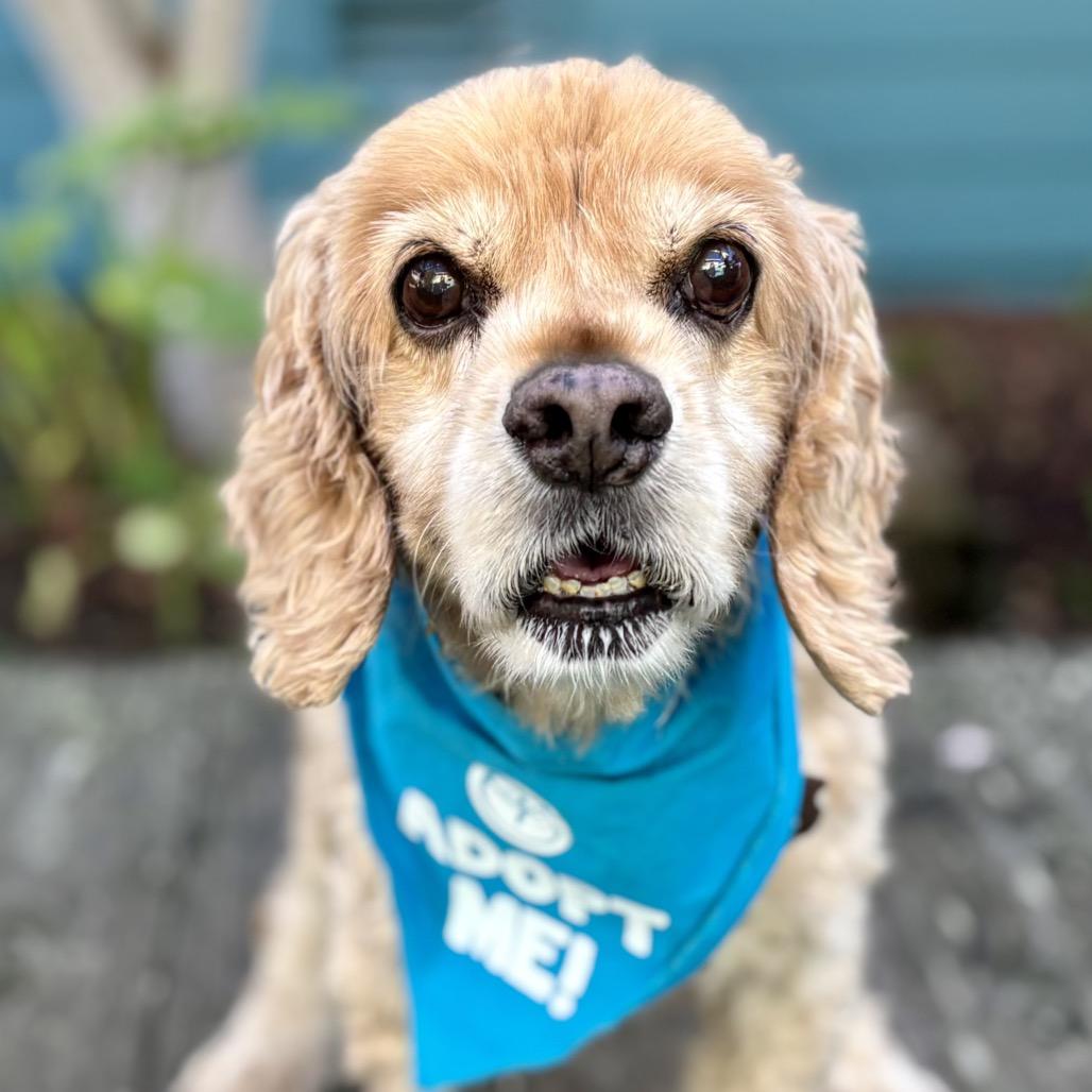 Dash — thumbnail 4