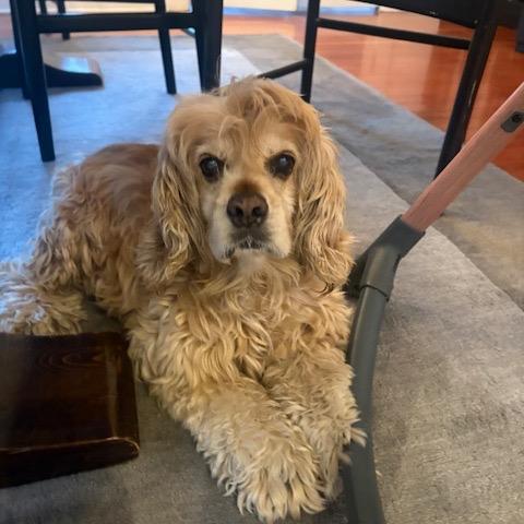 Dash — thumbnail 6