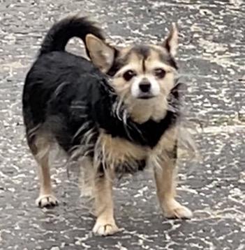 Lola *Courtesy Cupid*, ADOPTABLE, Adult Female Chihuahua & Yorkshire Terrier.