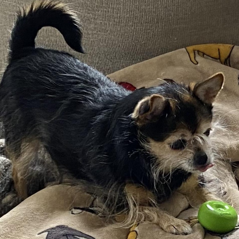 Enlarge Lola *Courtesy Cupid*, a ADOPTABLE mixed breed in Milwaukee, WI image 4/5